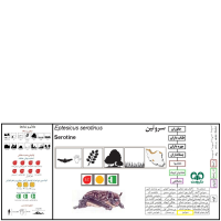 گونه خفاش سروتین Common Serotine